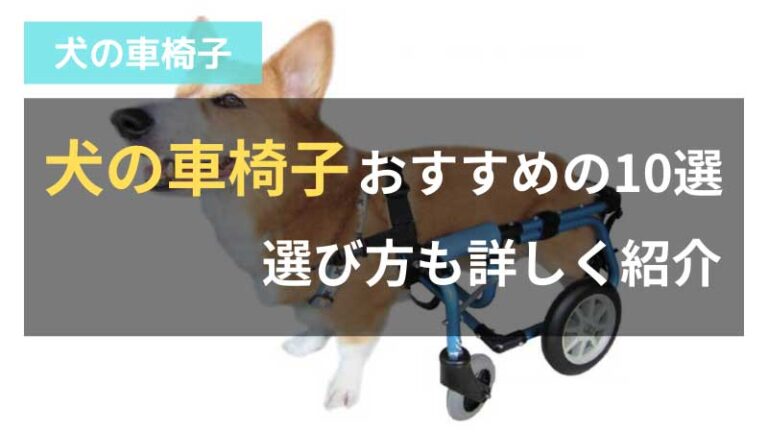 犬の車椅子アイキャッチ-768x432.jpg
