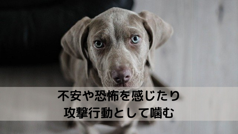 人間に不安や恐怖を感じたり危険から守るための攻撃行動として噛む