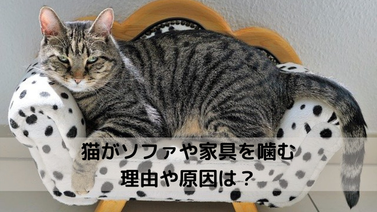 猫がソファや家具を噛む理由や原因は?